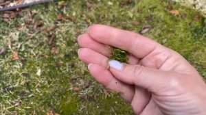 Восстанавливаем ГАЗОН ПОСЛЕ ЗИМЫ. Вычесывание Аэрация Подкормка Болезни газона.