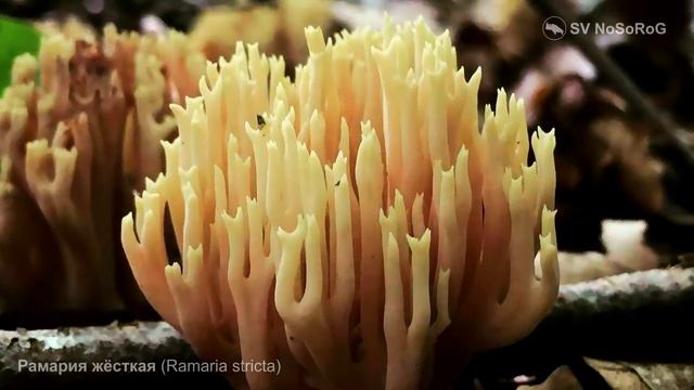 Рамария жёсткая (Ramaria Stricta)