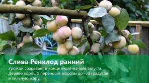 Слива «Ренклод ранний». Преимущества сорта.
