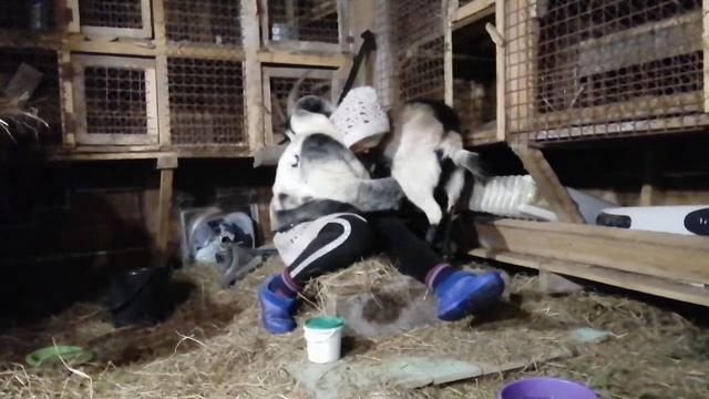 Как раздоить козу!!! Скинула козленка, что делать??? Раздой! смотреть онлайн