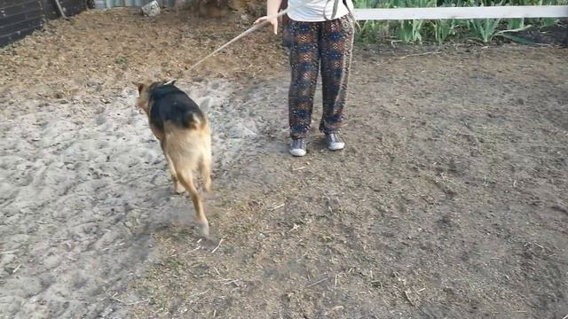 Серёга. Ищем хозяев для этого чудесного пса! смотреть онлайн