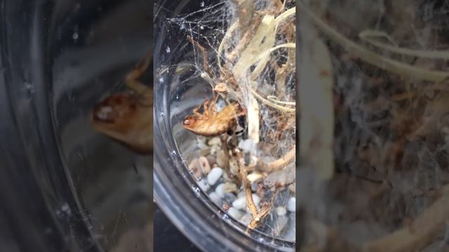 Latrodectus Hasselti feeding roach смотреть онлайн