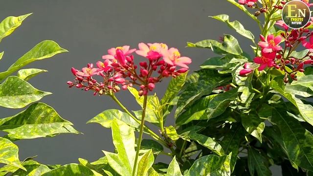Jatropha Integerrima | Red Jatropha | Peregrina | Spicy Jatropha | Shanghai  Beauty |firecracker |