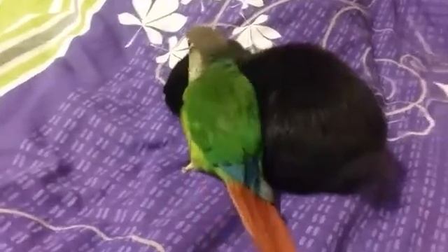 Пирруровый попугай играет с домашними животными!