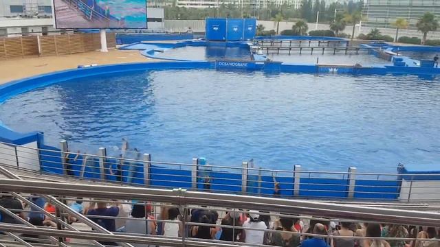 Шоу дельфинов. Валенсия. Океанариум.(1) смотреть онлайн