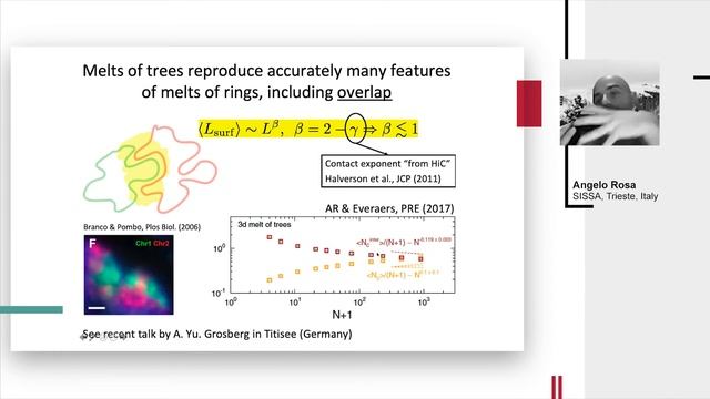 A. Rosa, "Chromosome organization in interphase: Lessons from (ring) polymer physics" смотреть онлайн