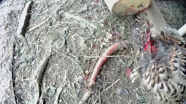 Потеря фазанихи - отгрызена голова. Какое животное отгрызает домашней птице головы? смотреть онлайн