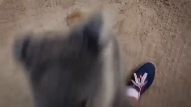 Как разговаривает коала. Приколы с животными смотреть онлайн