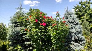 Роза Декор Арлекин.