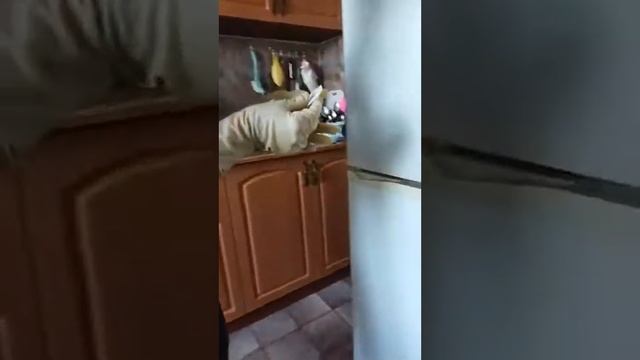 лайфхак как избавиться от желтезны на пластике холодильника смотреть онлайн