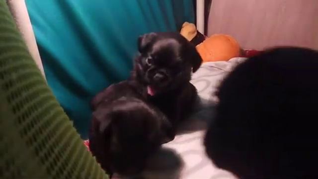 Пти брабансон. Литера к. Щенки 3недели.