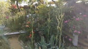 Колокольчик Пожарского, неприхотливый многолетник.. #колокольчикпожарского#этокрасиво