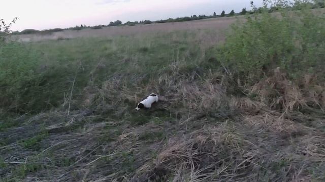 Натаска английского спрингер спаниеля uncompromising annet 2021 смотреть онлайн