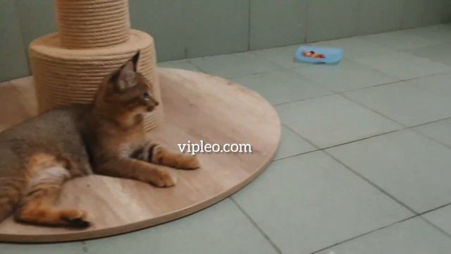 Игры каракет Ф1 и Ф3. Caracat F1 And F3 Games.