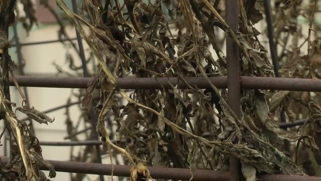 Panasonic HDC-SDT750 Video Test: Where'd You Go? - Goldsby (1080p) смотреть онлайн
