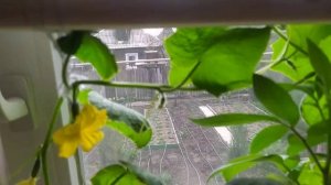 Огурец ГЕРМАН f1 на окне!!!