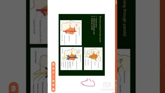 16 05 2020 Anatomy Parotid Gland, 1st B Sc & DMLT смотреть онлайн