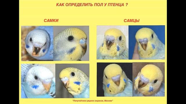 Как определить пол попугая? смотреть онлайн