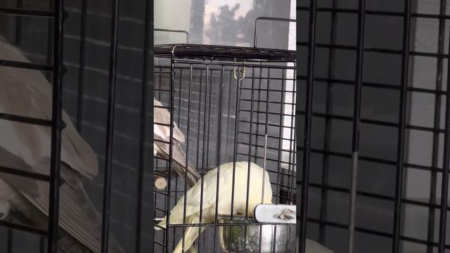 Птенцы Корелл. Попугаи. Окрасы Корелл смотреть онлайн