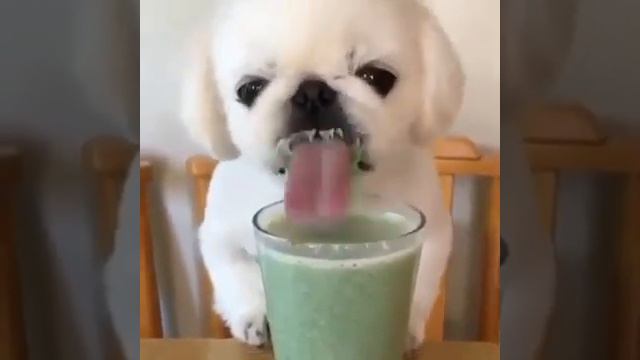 Хжала пол часа/смешные видео животных Даша Меньших