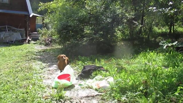 Незваный гость! смотреть онлайн