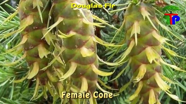 Pseudotsuga Menziesii | Douglas Fir смотреть онлайн