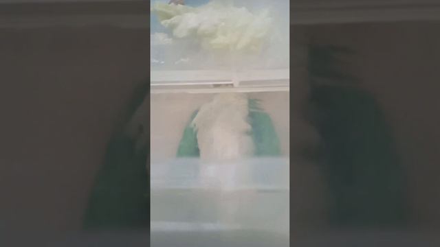 Равлики . Розмноження , ннаповнювач , контейнер та листки горіха . смотреть онлайн