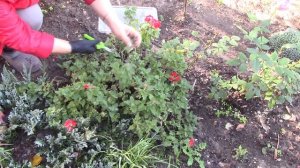 Осеннее черенкование вербены.