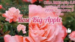 Rose Big Apple Jackson & Perkins США 2003 ч/бр 3,3 10см цветок Насыщенный аромат 6 зона❤??❗?