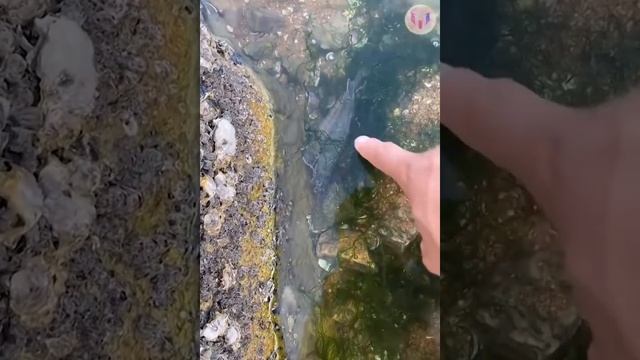 ASMR sea monster Shark Octopus Fishing Crab Lobster Squid Eel Turtle Snake Puffer fish #116 смотреть онлайн