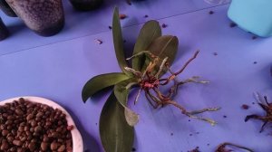 11.08.22.ОРХИДЕЯ . пересадка.. обрезаю все плохие корни..