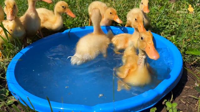 Mini pool for funny ducklings смотреть онлайн