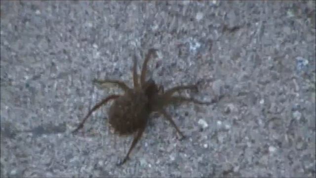 Huge Wolf Spider w/ Babies смотреть онлайн
