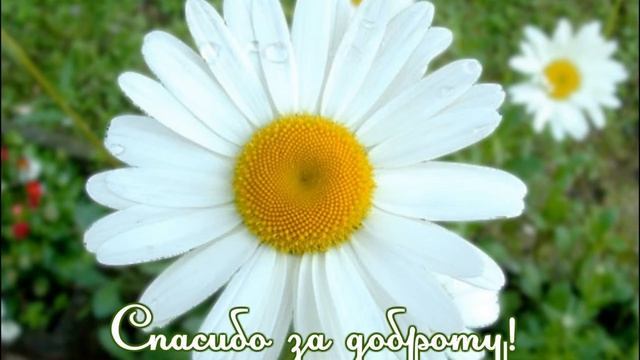 Спасибо за доброту! смотреть онлайн