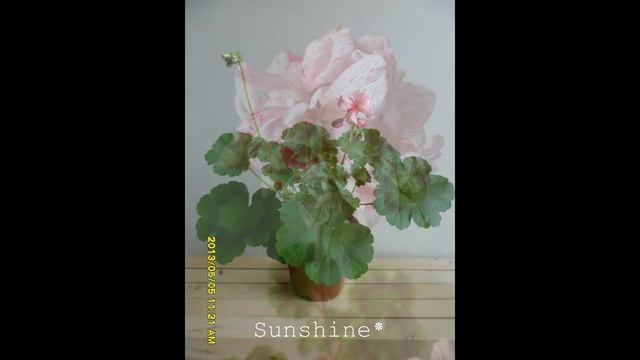 40.Dylan Cherone 딜런 셔론 Pelargonium