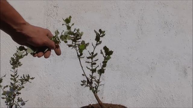 Encina Quercus ilex poda 23 05 2018 смотреть онлайн