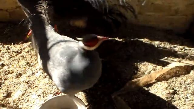 Синий ушастый фазан,( КАКИМИ МЫ СТАЛИ) 16,02.2019 ГОД. смотреть онлайн