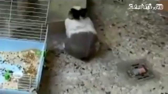 Месть ушастого.