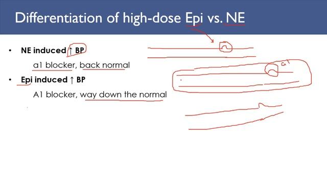 Adrenergic Pharmacology Part 2, ANS part 7فارمکولوژی ادرینرجیک قسمت دوم، سیستم اعصاب اوتونوم بخش هف смотреть онлайн