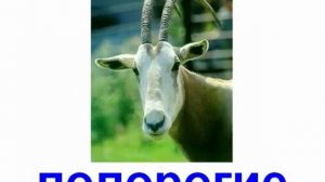 Малышам животные парнокопытные
