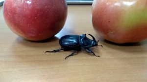 Настоящий жук-носорог!