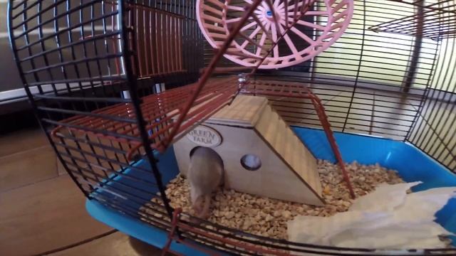 Как правильно познакомить питомцев? смотреть онлайн