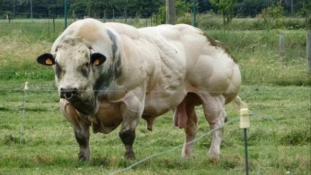 25 забавных фотографий коров, которые поднимут настроение смотреть онлайн