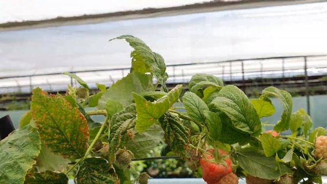 #Аврора - ремонтантный сорт малины с крупной ягодой. НОВИНКА 2020Г. Очень перспективный сорт малины смотреть онлайн