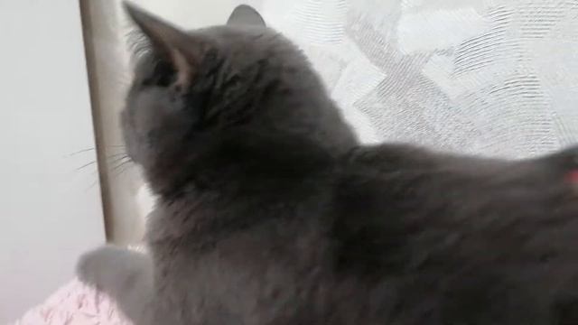 Окончательно пропал голос ?У нас пять кошек ❤️? смотреть онлайн