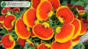 Уход за кальцеолярией в домашних условиях