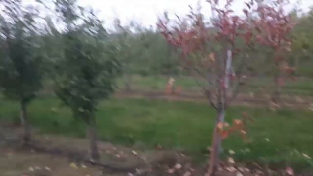 Привезли фітофтороз з Богданівського плодорозсадника смотреть онлайн