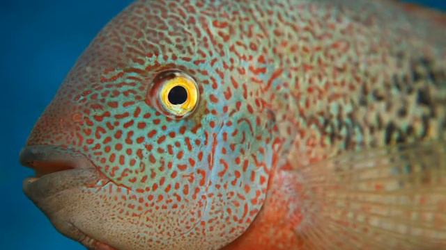 Питомцы Новосибирского клуба аквариумистов смотреть онлайн