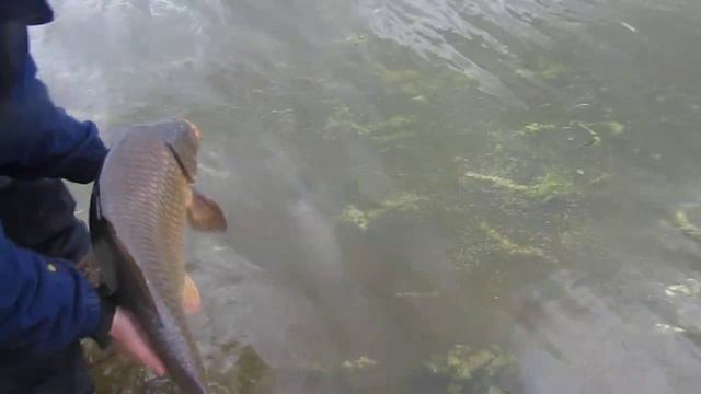 Раменский рыбхоз - трофеи Нагульного водоёма / Карп 8.690 гр. смотреть онлайн