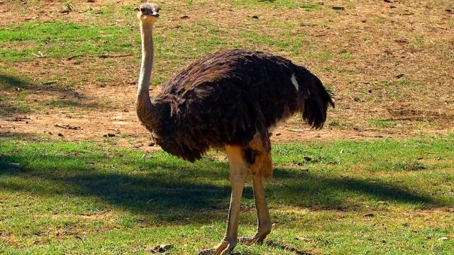 Правдив ли тот факт, что страус прячет голову в песок смотреть онлайн